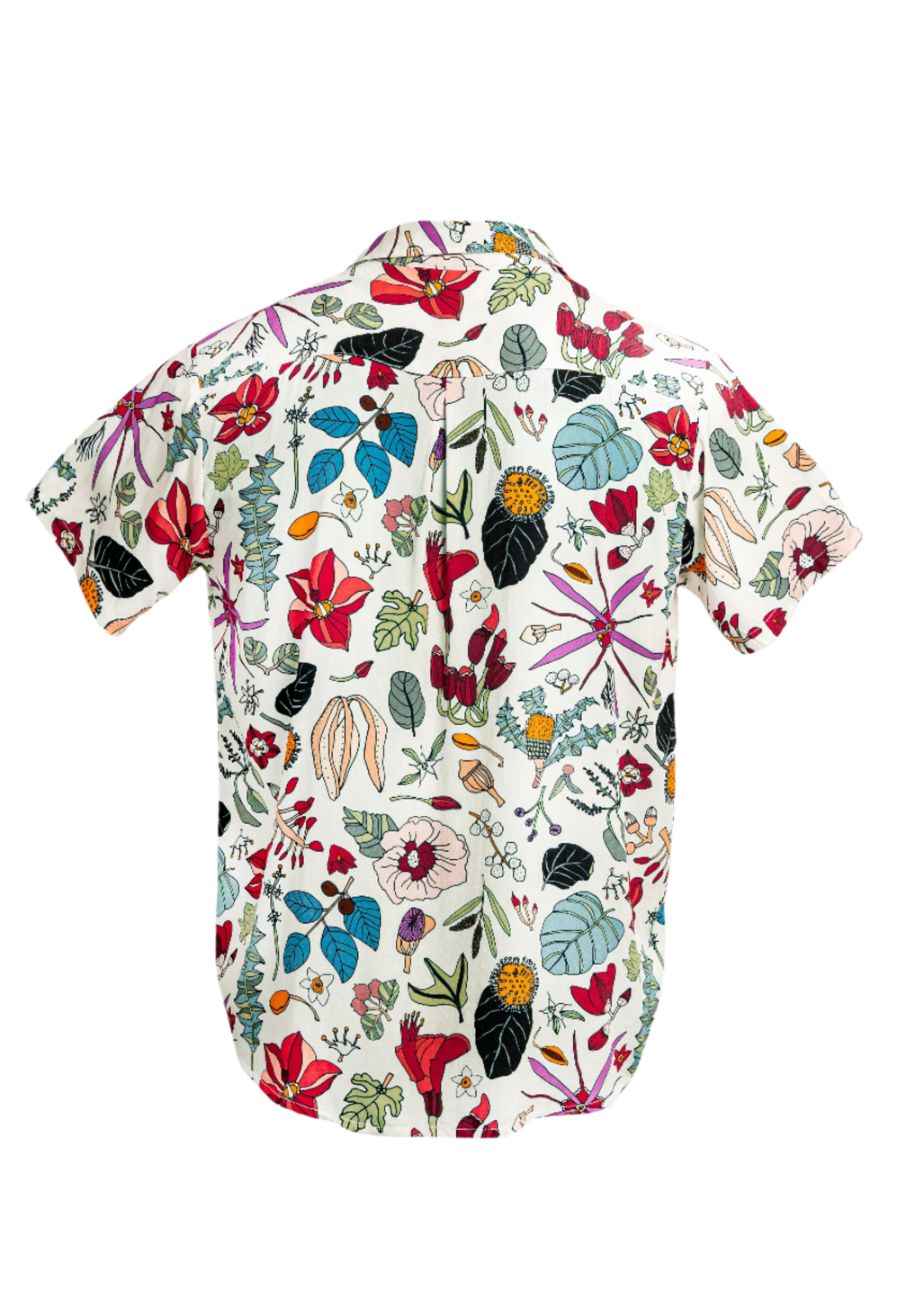 Darwin Floral White